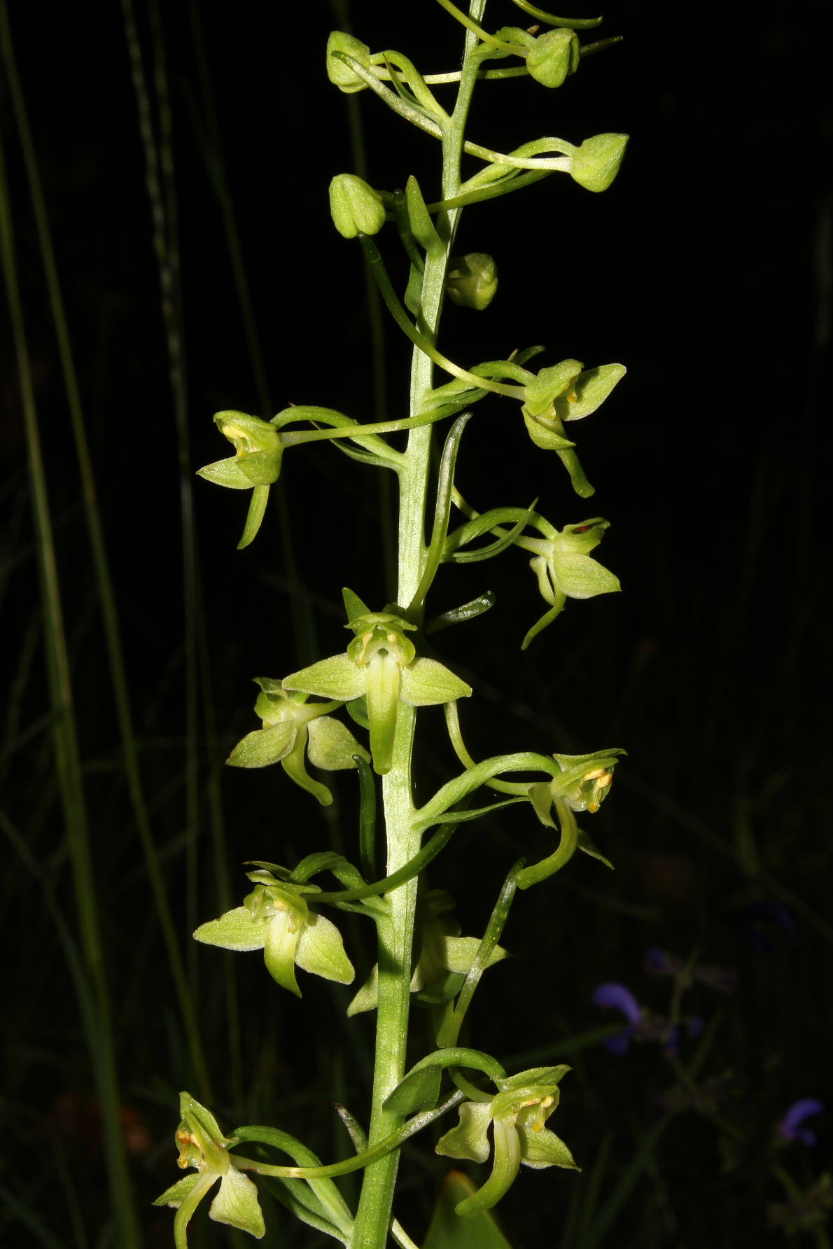 Platanthera bifolia o P. chlorantha ?.....bifolia !